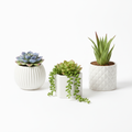 Artificial Succulent Plants in Ceramic Pots Set of 6